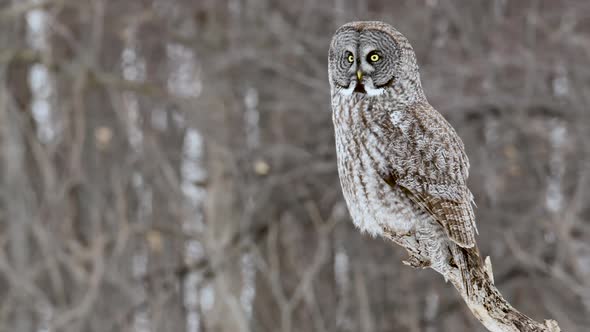 Great Grey Owl perched on branch launches and flies