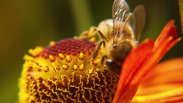 Honey Bee Covered with Yellow Pollen Drink Nectar Pollinating Flower