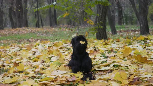 A Friendly Giant Schnauzer Lies with a Maple Leaf on Its Nose in an Autumn Park