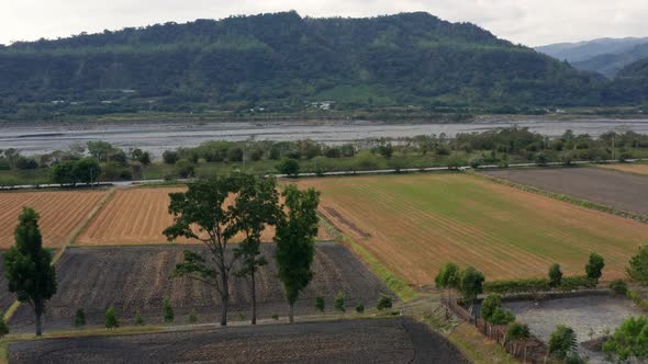 Drone fly over paddy rice field