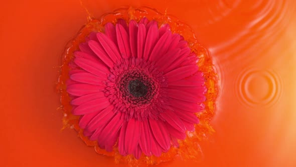 Pink Flower Gerbera Is Falling Down In Orange Water In Slow Motion