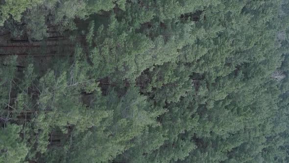 Vertical Video of Pine Forest Aerial View Slow Motion