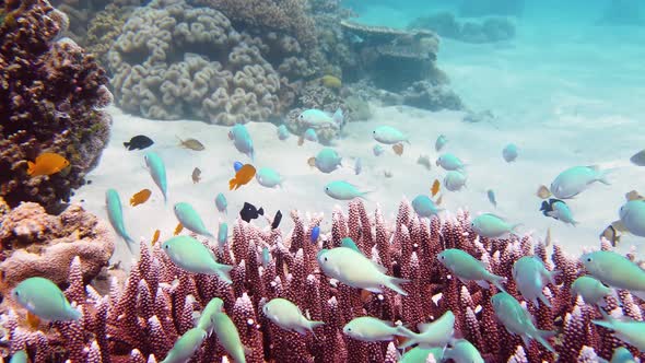 Coral Reef and Tropical Fish. Leyte, Philippines.