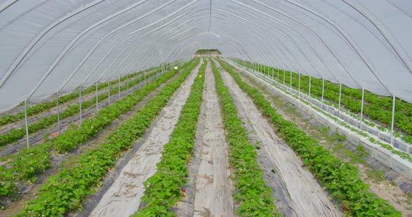 Big Plantation of Growing Organic Strawberries