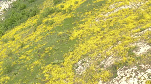 Golden Alyssum Aurinia saxatilis flower field 4K drone video