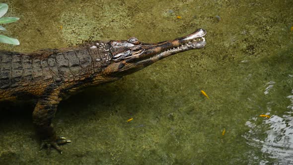 False Gharial or Tomistoma in a River