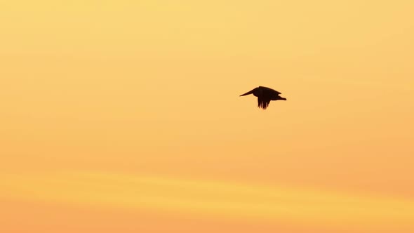 Slow motion shot of a pelican flying at sunset