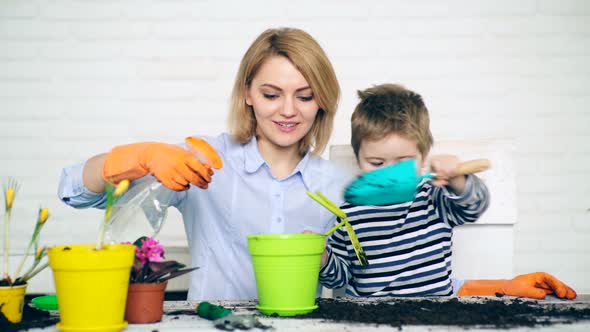 The Son Helps Mother Plant Flowers. The Family Planting Summer Flowers in Colored Pots. Concept of