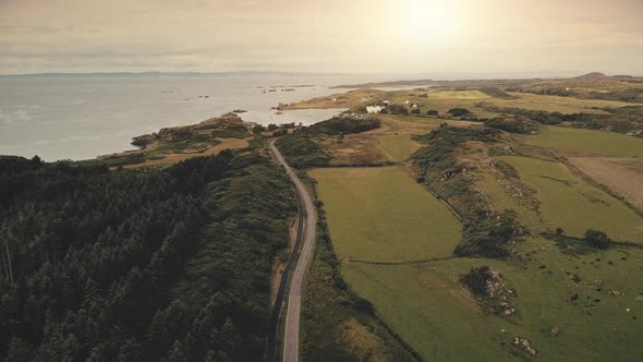 Traffic Road at Pine Forest Aerial