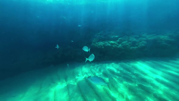 a school of fish resting near a rock