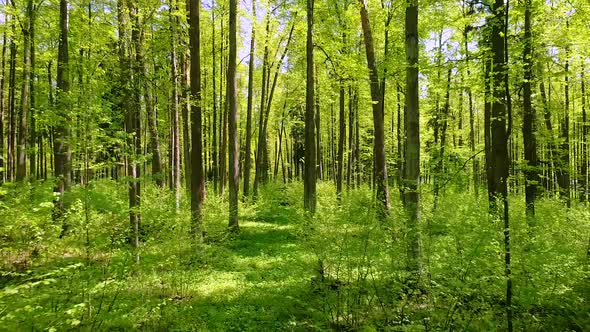 Flying between the trees in the spring forest.