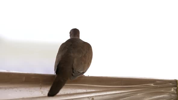 turtledove perched on the balcony