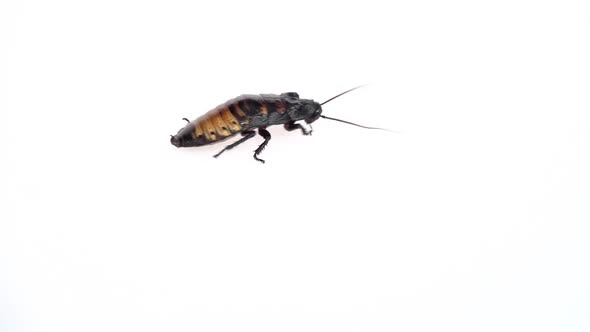 Madagascar Cockroach Crawls From Side To Side. White Background. Side View. Slow Motion