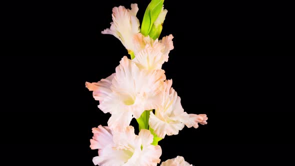 Time lapse of Opening White Gladiolus Flower