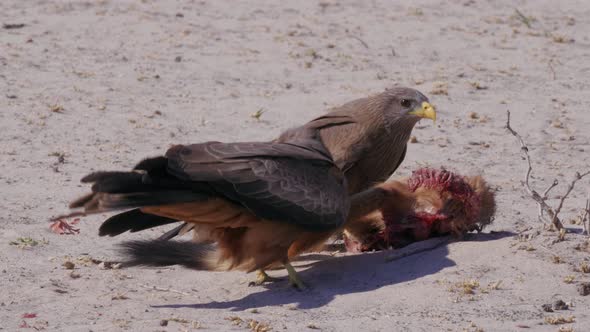 Two Yellow Billed Kite Feeding On The Dead Slender Mongoose In Botswana - Closeup Shot