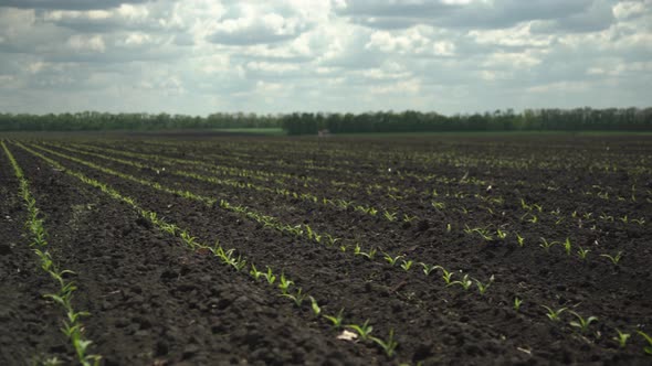 corn sprouts. uniform sowing. precision farming.