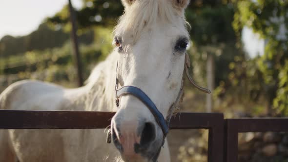 White Horse in the Corral