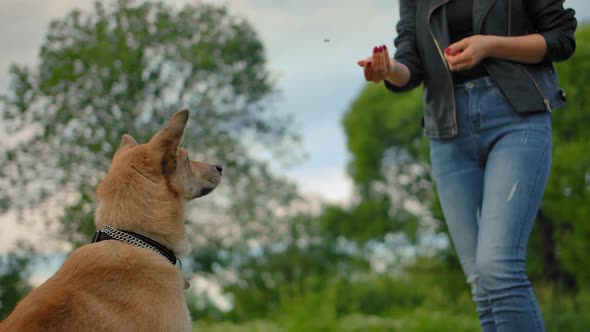 The Home Pet Doggy Catches Meal on the Fly That the Girl Throws It.