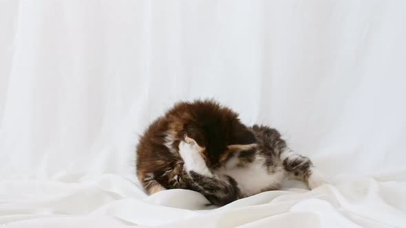 Cute Grey Kittens Playing Fight