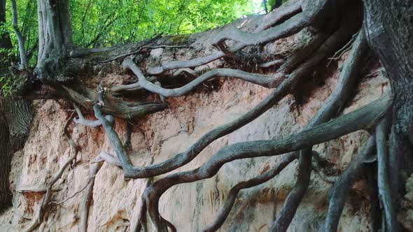 Exposed Tree Roots in Natural Loess Ravine