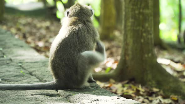 Monkeys in the Forest in Bali