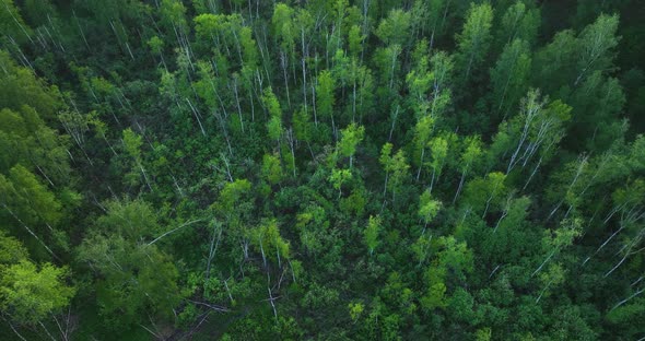 Flight over green forest in summer. Birch Grove. Aerial view
