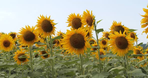 Field of Sunflowers