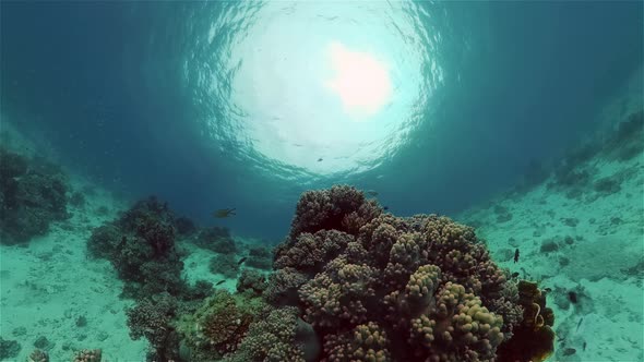 Coral Reef with Fish Underwater