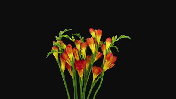 Time-lapse of opening orange freesia flower buds