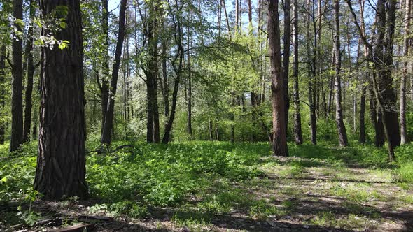 Green Forest During the Day Aerial View