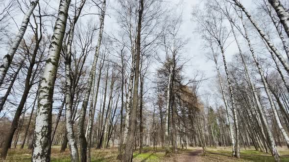 The Panoramic Footage of Spring Park at Sunny Day Shadows of Black Trunks of Trees at Clear Weather