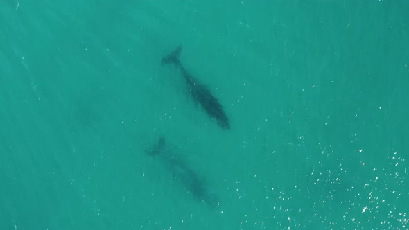 Aerial view of humpback whales.