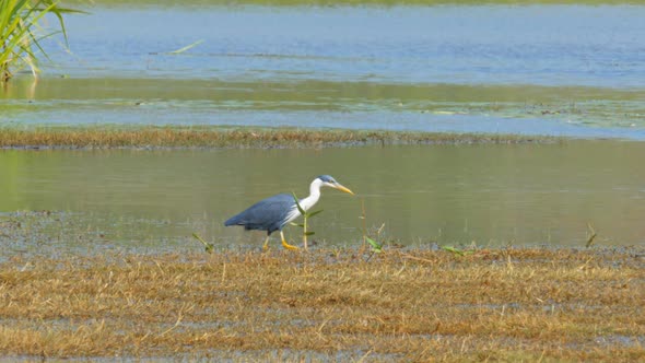 pied heron hunts in the shallows of bird billabong