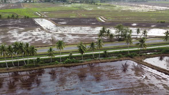 Aerial view paddy field beside the road