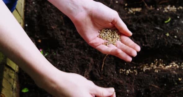 Woman planting saplings in soil