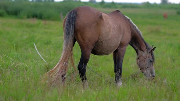 Beautiful Pregnant Horse Grazing in Field.