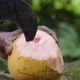 Cutting a King Coconut - VideoHive Item for Sale