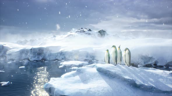 Emperor Penguins