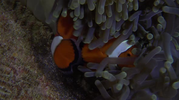 Two clownfish fanning their eggs to supply them with oxygen on a tropical coral reef