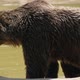 Big Brown Bear Is Getting Out of Dirty Pond Waters in Summer in Slow Motion - VideoHive Item for Sale