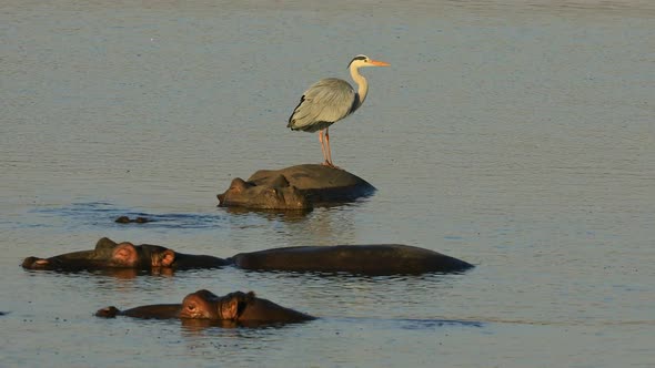 Grey Heron Standing On A Submerged Hippo