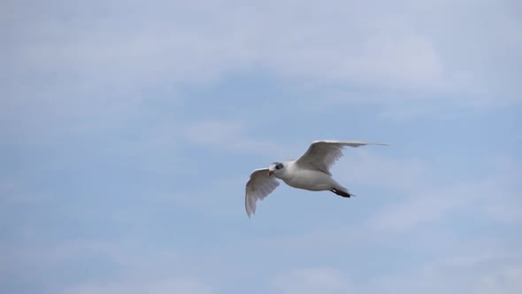 Flying Seagull Against the Blue Sky.