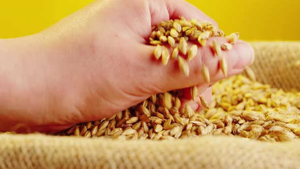 Dry Golden Wheat Closeup