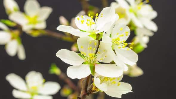 Almond Flower Blossom 1