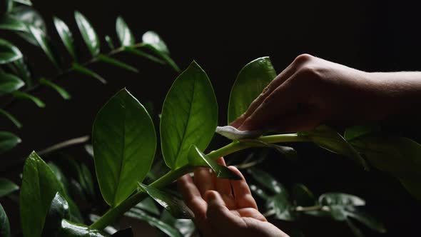 Close-up of a woman's hand wiping the leaves of a Zamioculcas plant. Slow motion