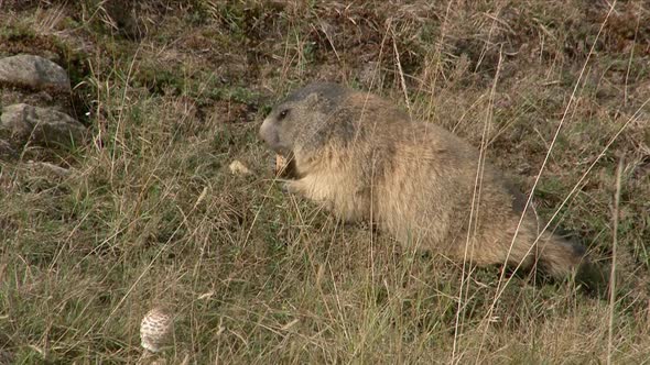 Alpine marmot (marmota marmota) eating between rocks and sgrasses