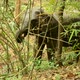 asia elephant in tropical forest - VideoHive Item for Sale