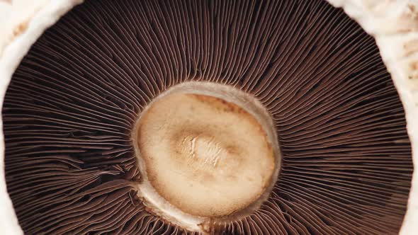 Mushroom Portobello Close Up Rotating Champignon. Macro Video of Raw Food Background