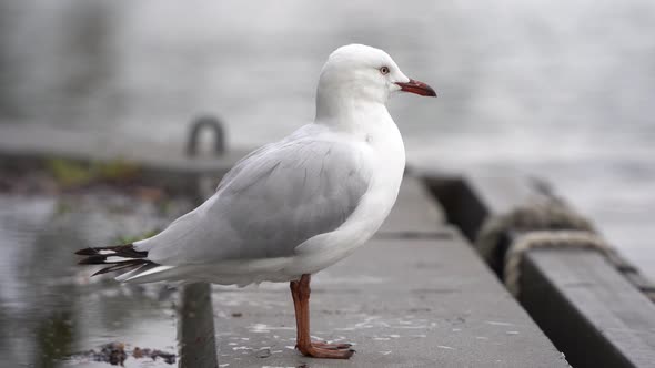 This footage is featuring the Silver Gull also known as sea gull which is common throughout Australi