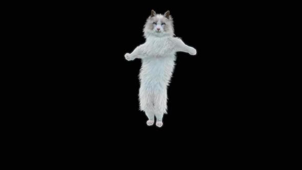 Cat Dancing HD